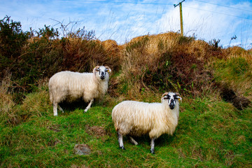 Irish Mountain Sheep