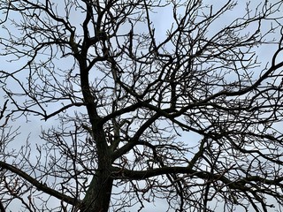 Background texture: tree branches against the sky. Big old tree with branches.