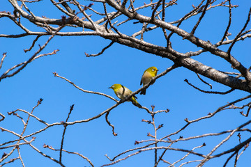 枝に止まるメジロ　冬の野鳥