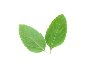 mint leaves isolated isolated on white