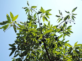 Avocado on plant or Raw avocado on tree fresh product in Thailand's organic farm, Avocado fruit on tree useful for works like brochure, magazine, food business or other industrial.