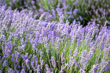 A painterly photo of lavender in bloom 