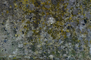  texture of old moss covered concrete wall