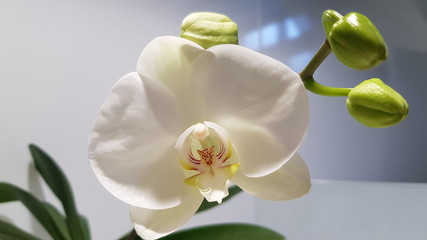 Fototapeta na wymiar Orchidee blanche