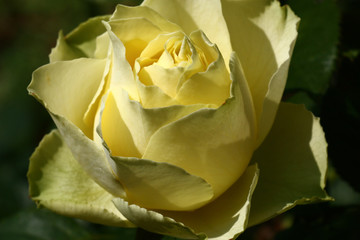 The single faintly yellow rose lit with the day sun. Play of light and shadow on petals.