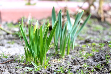 Spring daffodils in the garden. Spring came. Green young plants.