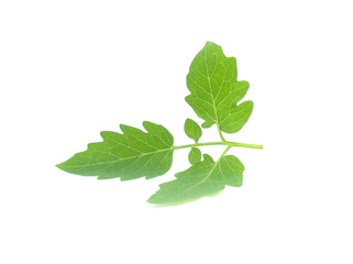 fresh tomato leaf on white background