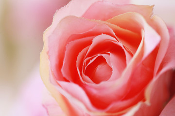 Obraz na płótnie Canvas Pink rose soft blur texture background , for valentine's day background