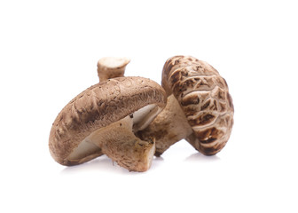 Shiitake mushroom on the White background