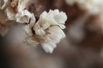 Vintage flower soft blur texture background