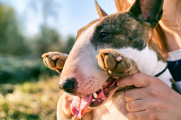 Young girl walks with bull Terrier in fresh air. Bald dog with short hair, long massive muzzle,...