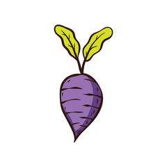 radish vegetable vector illustration hand drawn