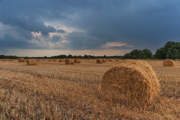 Harvesting on wheat fields in summer