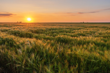 Harvesting on wheat fields in summer