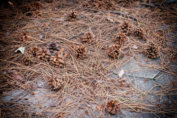 Dry Cones and needles from a coniferous plant. Scattered on the ground.