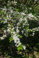 Fototapeta na wymiar Cherry-plum branches sprinkled with white flowers against the background of spring greenery.