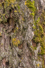 Tree bark texture 4