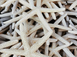 sea star collection texture