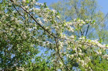 Fototapeta na wymiar Cherry-plum branches sprinkled with white flowers against a blue sky.