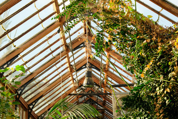 Detailed view of a large green house showing the large variety of sub tropical vines growing. The structure is built of traditional wood and extends for many metres.