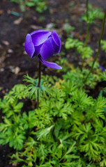 Beautiful violet blue anemone flower in the summer garden.