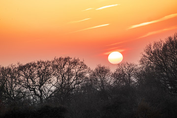 Fototapeta premium sunset and trees