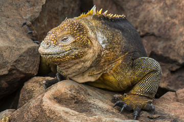 Galapagos land iguana, Conolophus subcristatus, in Baltra island, Galapagos National Park, Ecuador..
