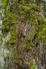 Tree bark texture 3