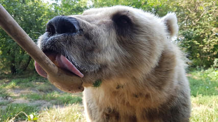 feeding bear with honey at Medveotthon Hungary, animal sanctuary near Budapest