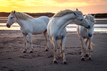 Fototapeta na wymiar White horses are walking in the water all over the sea in Camargue, France.