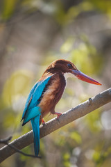 The white throated Kingfisher on perch with clear green background in a forest 