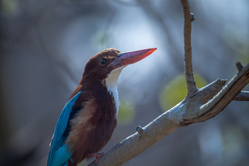 The white throated Kingfisher on perch with in a forest at dusk 