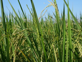 Growing rice in paddy in Asia
