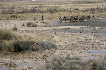lwy ukryte w trawach obserwujące zebry przy wodopoju