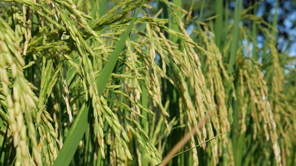 Fototapeta na wymiar Growing rice in paddy in Asia