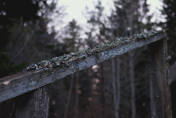 Tube lichen (Hypogymnia physodes) growing on a wooden handrail in a forest