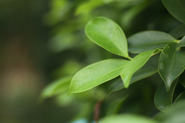 Closeup nature view of green leaf   under sunlight. Natural green plants landscape using as a background or wallpaper