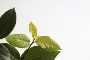 Fototapeta na wymiar Bay leaf sprout on a white background