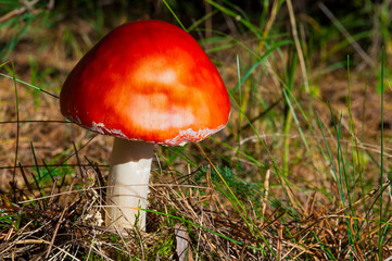 Read toadstool in the forest on a sunny autumn day