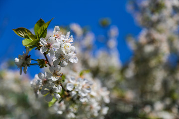 Sprig of cherry blossoms on the background the blue sky