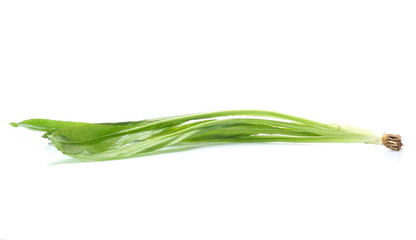 Obraz na płótnie Canvas Vegetable,Culantro isolated on white background