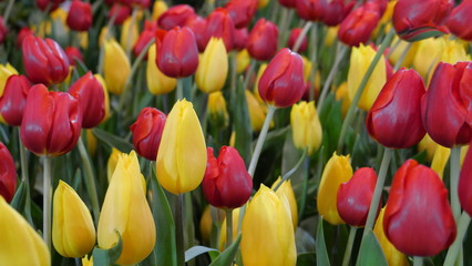 Tulip flowers in the nature