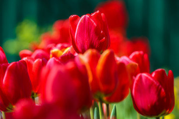 Red tulips in a meadow in spring on a sunny day