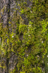 Tree bark texture 2