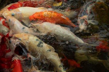 Obraz na płótnie Canvas carp in pond ,japenese fish