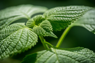 Vibrant green textural leaves and a dark background