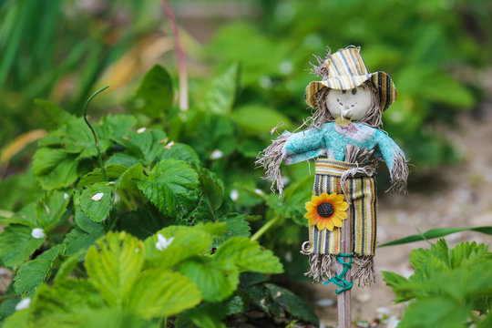 Toy scarecrow against the background of strawberry leaves