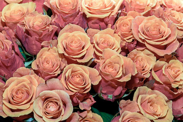 Background of bouquets of flowers. Roses. Design. Close up.