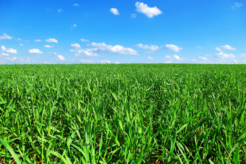 field on a background of the blue sky