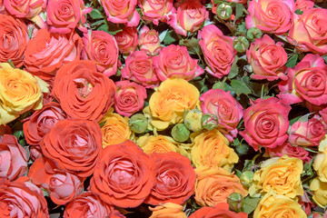 Background of bouquets of flowers. Roses. Design. Close up.